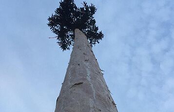 Maibaum; BC