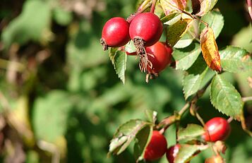 Herbstwanderung; Naturpark Leiser Berge