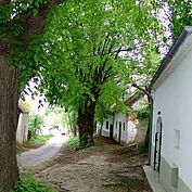 Kellergasse Bogenneusiedl