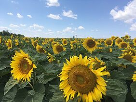 Sonnenblumenfeld in Schönkirchen-Reyersdorf